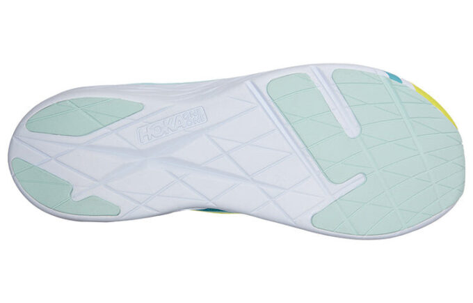 Rocket X 'Blue Glass Evening Primrose’